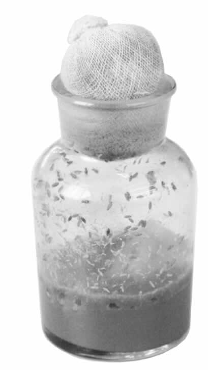 低等植物的性别与性别的意义 - 图5
