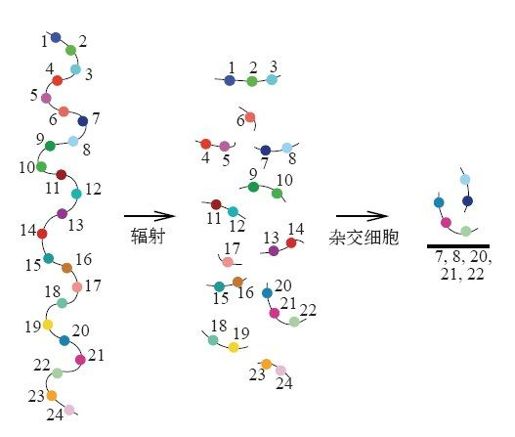 3.2 绘制基因组图谱 - 图1