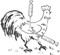 鸡血疗法：狂热年代的神奇秘方 - 图1