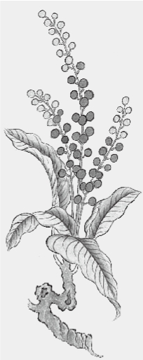 草毒之害：以巫术为依据的药理 - 图5