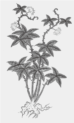 春药：欲望与性暗示 - 图3