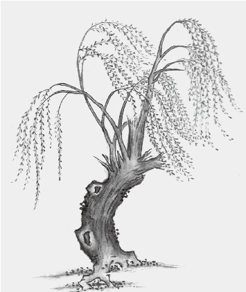 柳枝接骨术：真正的“天人合一” - 图2