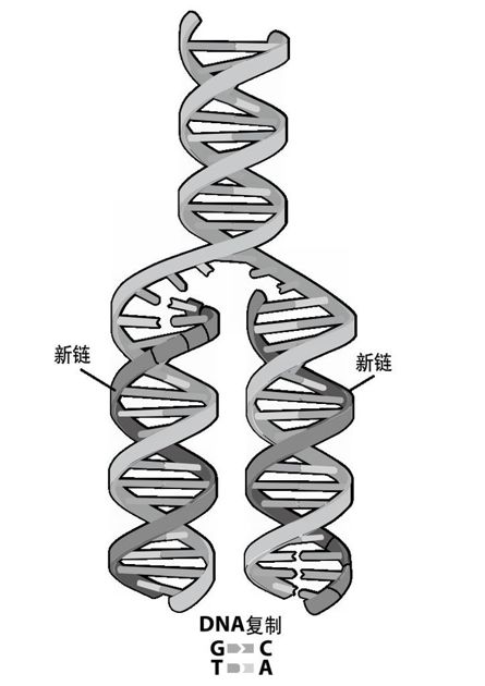 用DNA存储数据 - 图3