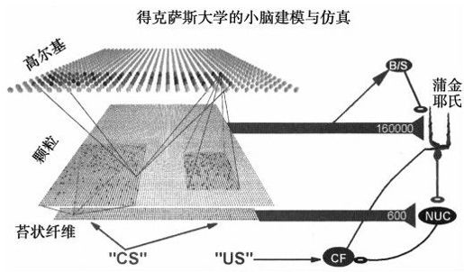 构建人脑模型 - 图3