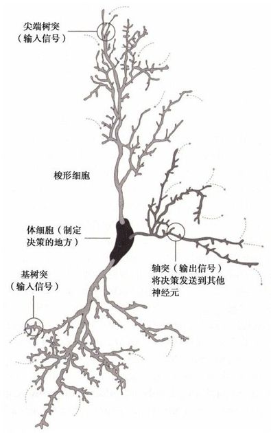 构建人脑模型 - 图6