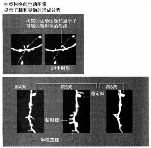 构建人脑模型 - 图1