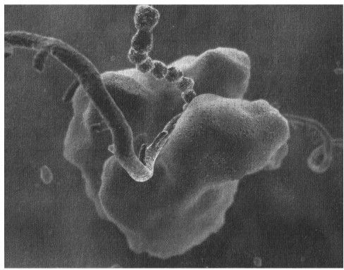 基因技术：信息与生物的交融 - 图1