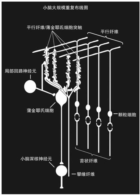 构建人脑模型 - 图2